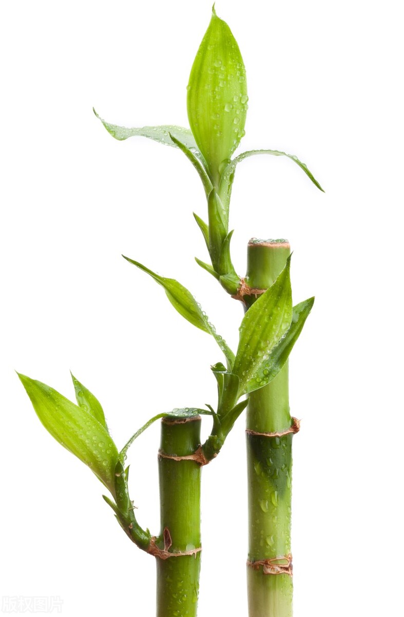 富贵竹应该怎么养才好活,你知道富贵竹怎么养吗