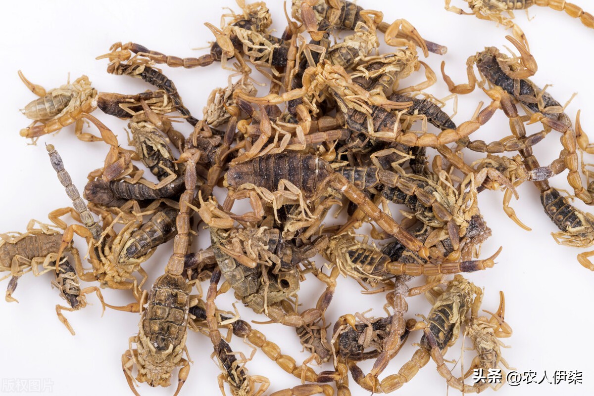 蝎子的市场行情可以养殖吗,养3000只蝎子投资多少钱