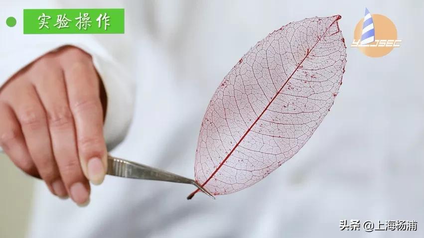 动手做一枚“叶脉书签”吧，好看又实用！【春节宅家手工】