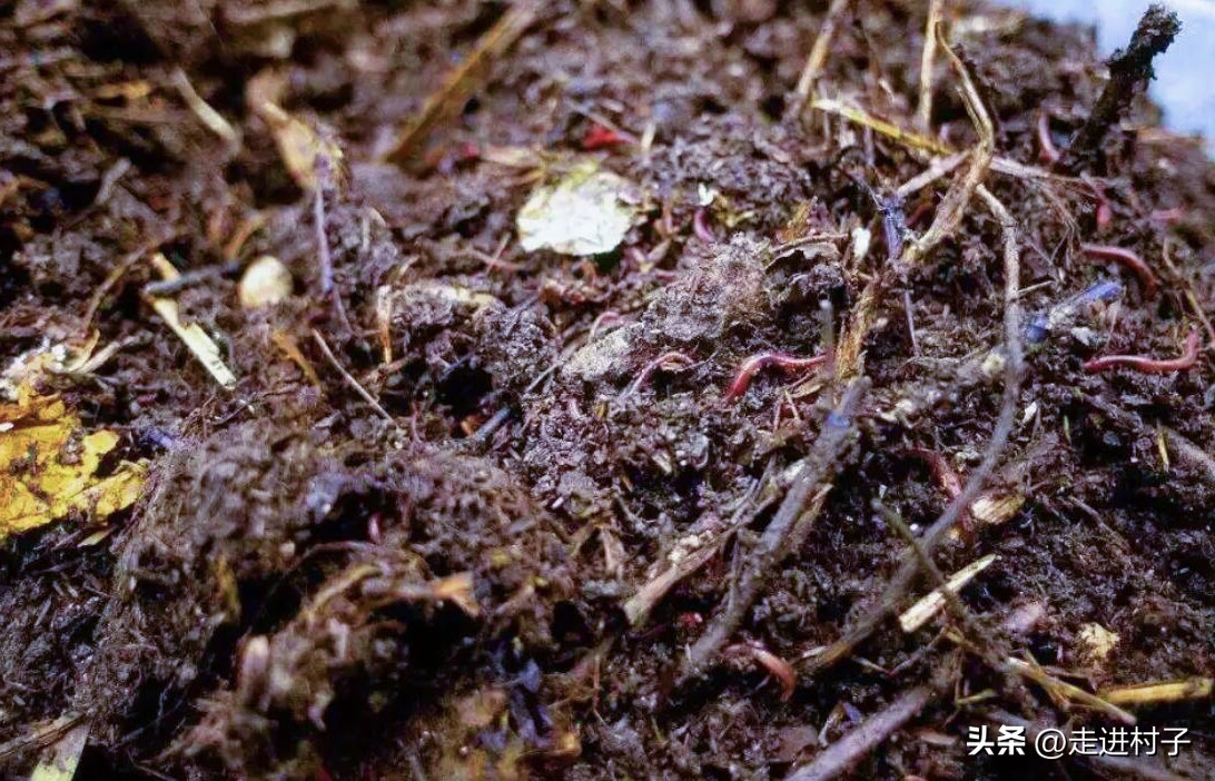 树林里的这些“宝贝”收集一些，营养土和有机肥料就靠它们了