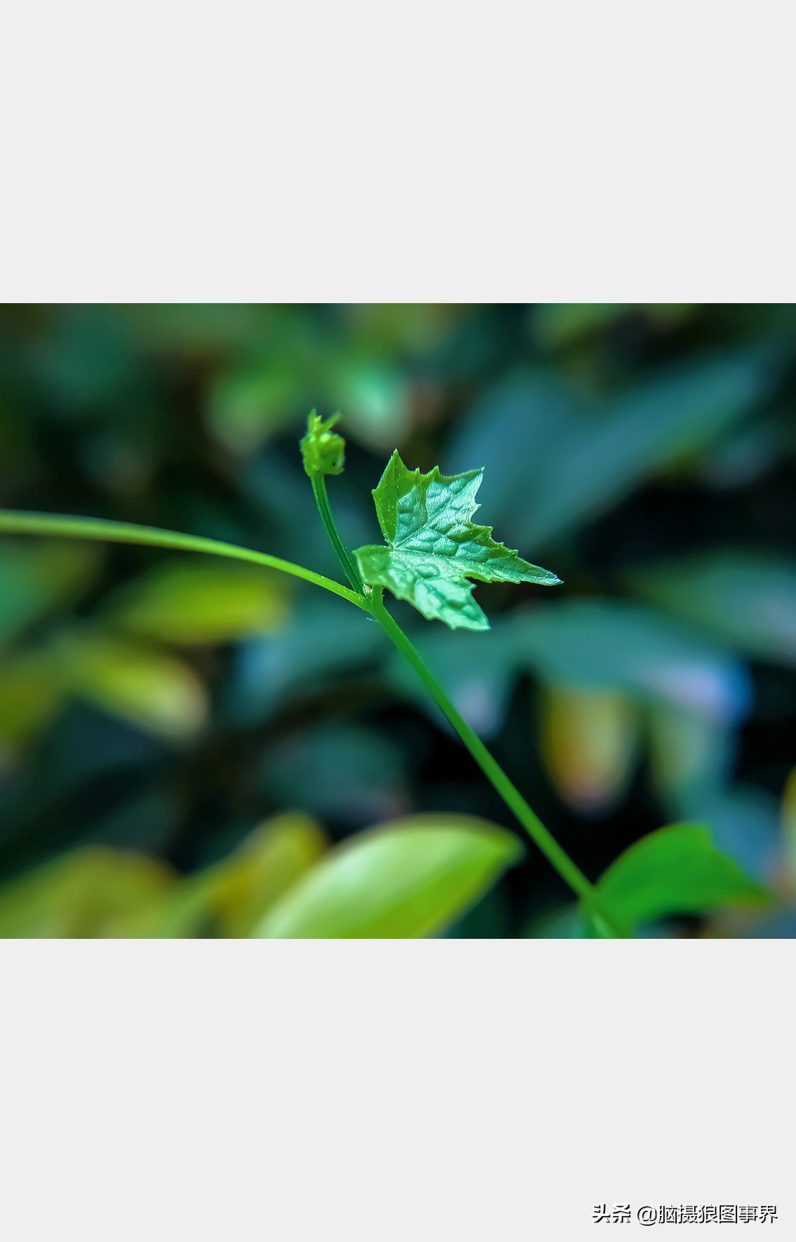 手机拍照不清晰怎么才能拍的好看,vivo手机拍照模糊怎样才能变清晰