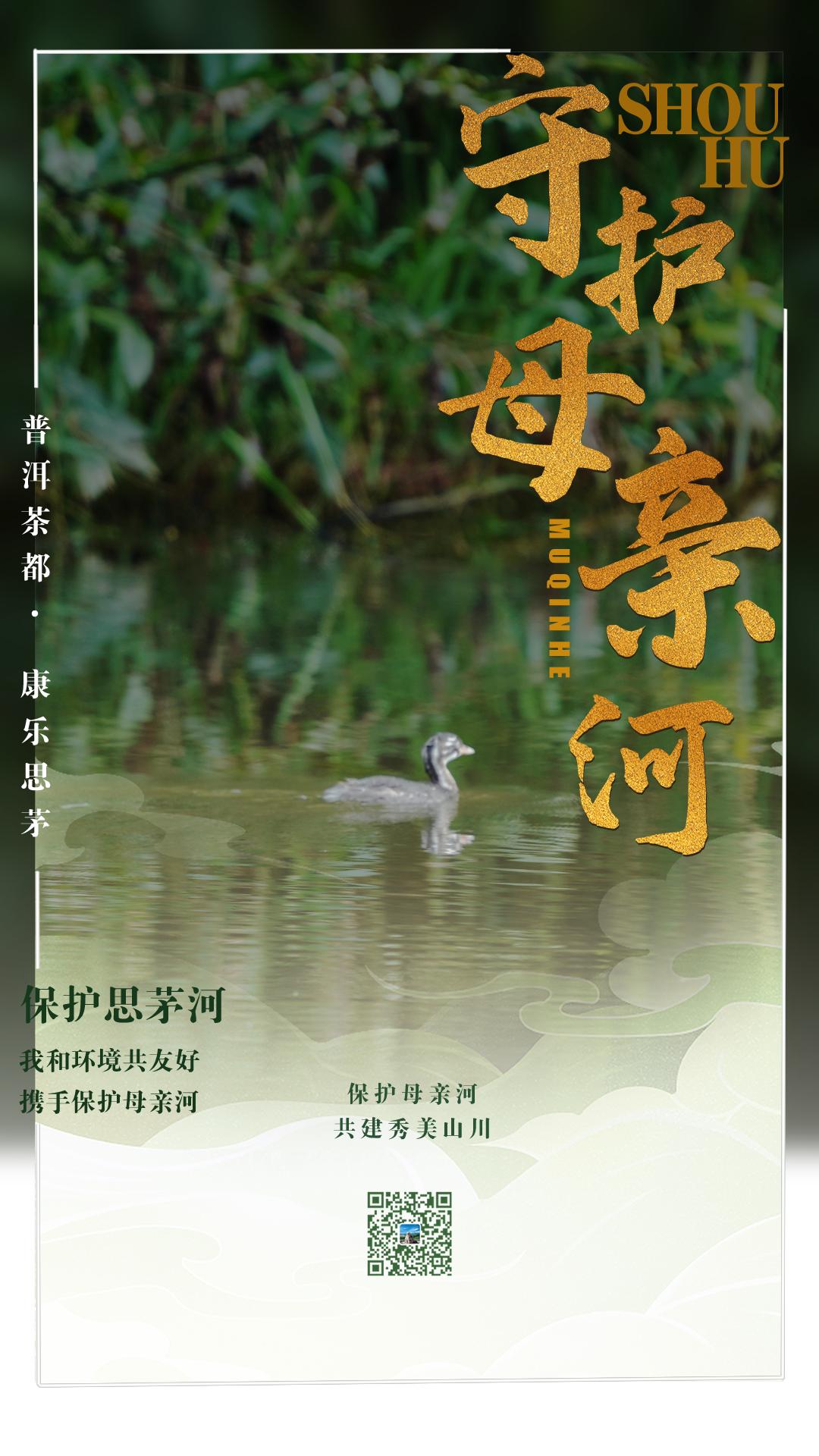 【普洱茶都康乐思茅】火焰木：凤凰涅槃浴火重生