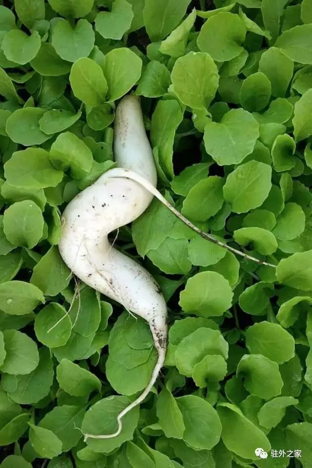 驻外人的“花花世界”——且看菜园变花园