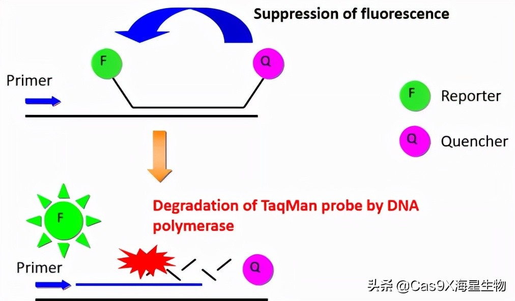 实时荧光定量pcr检测乙肝参考值,实时荧光定量pcr试剂盒