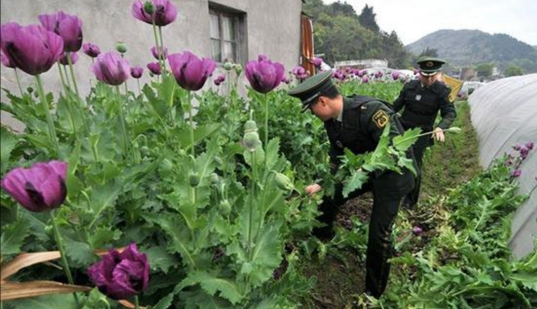 常见有毒花千万别碰,世上有毒的花和植物