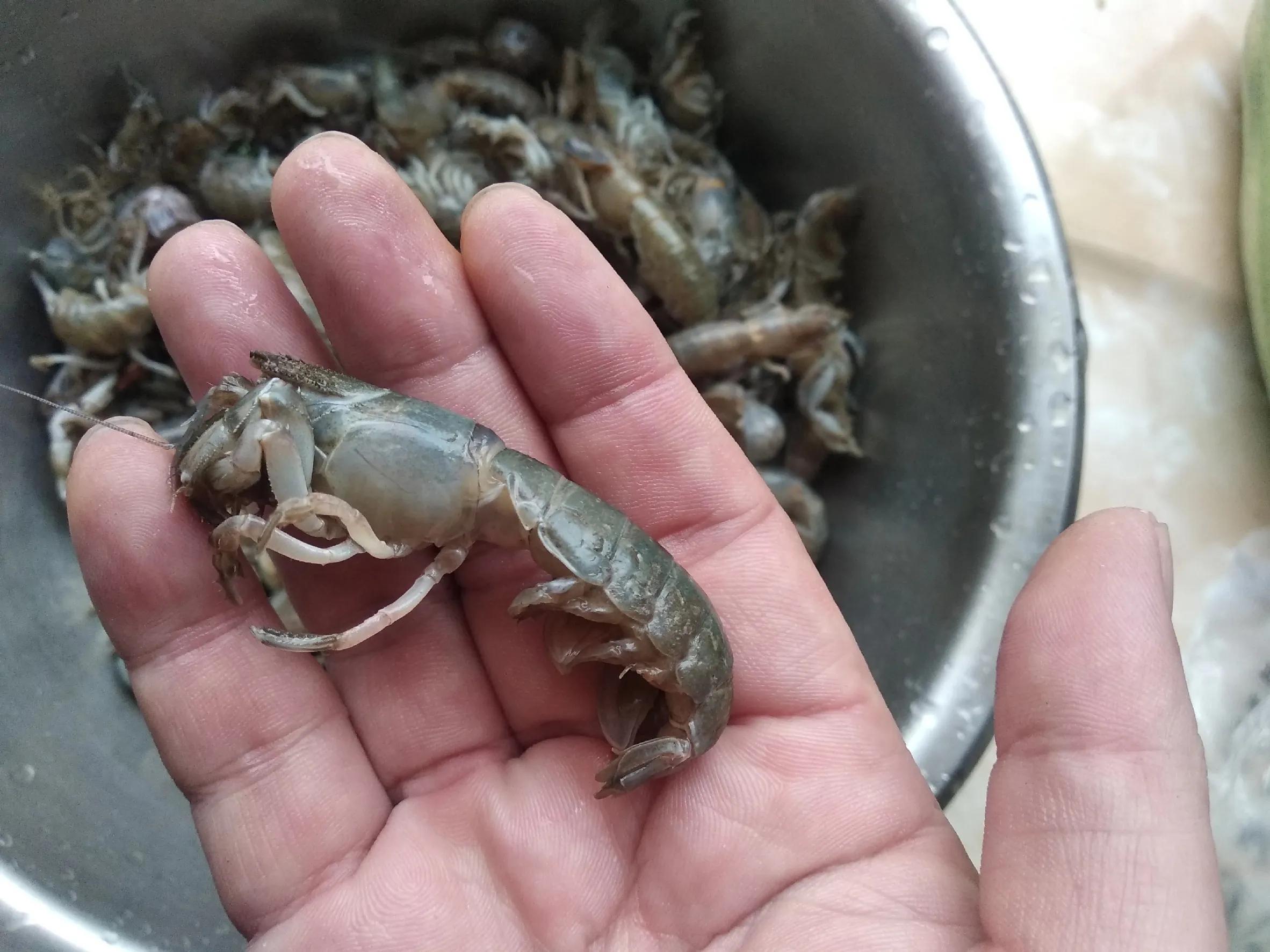 什么季节的海虾最便宜,海虾一般几月份大量上市