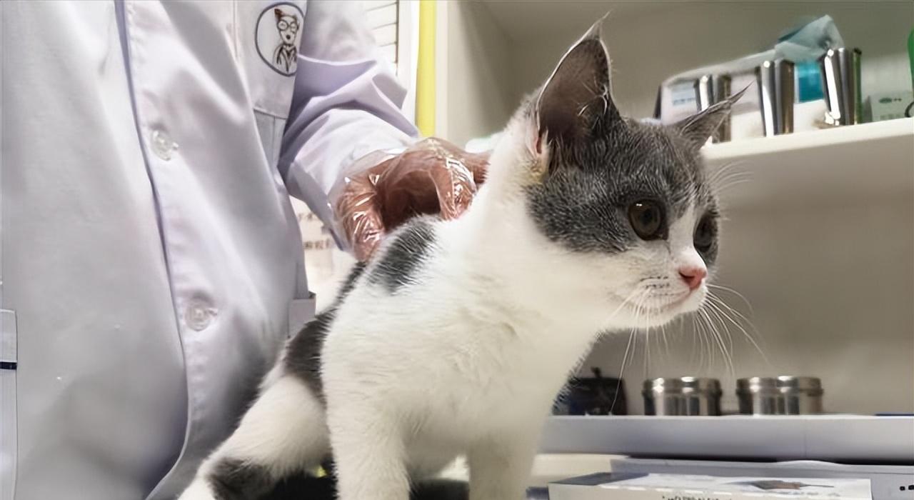 猫咪吃啥可以防止掉毛,猫咪掉毛很严重怎样解决