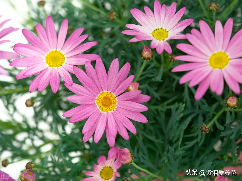 一丛黄菊花图片欣赏,五颜六色姹紫嫣红的鲜花