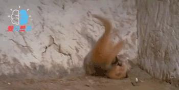 为什么猫不怕蛇专家终于说出真相,猫为啥敢抓蛇的原因有哪些