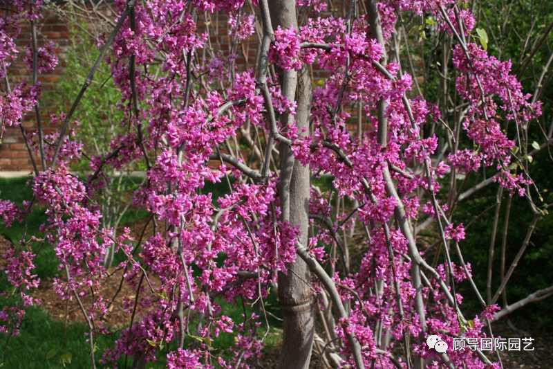 南方人爱不够的紫荆花，北方人懵了：“这哪儿是紫荆花啊？”