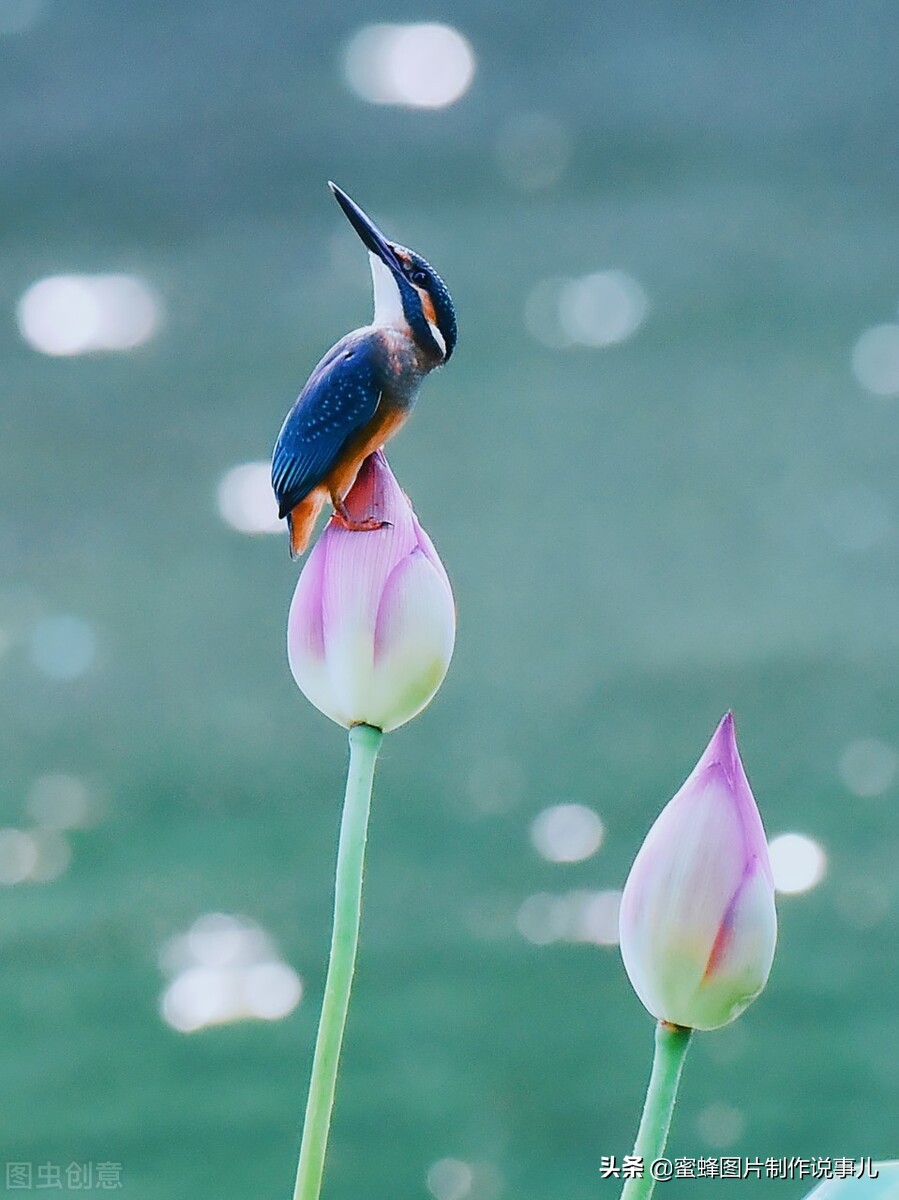 出淤泥而不染濯清涟而不妖深意,出淤泥而不染濯清涟而不妖相似词