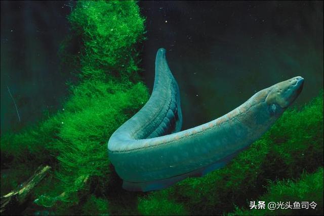 2亿年进化了6次，号称“水下高压电”的电鳗，为何被吃到濒危？