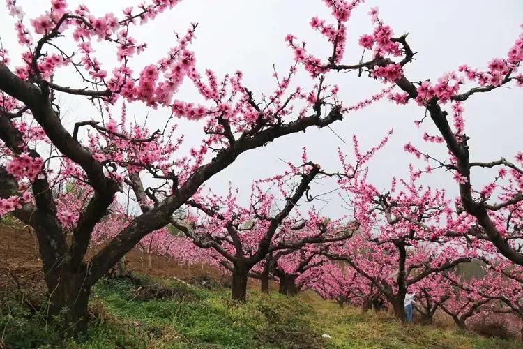 诗经桃夭的意思,诗经桃夭的意思是什么
