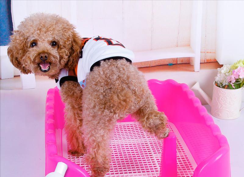 成年泰迪犬怎么训练大小便,泰迪犬怎样训练大小便的方法视频