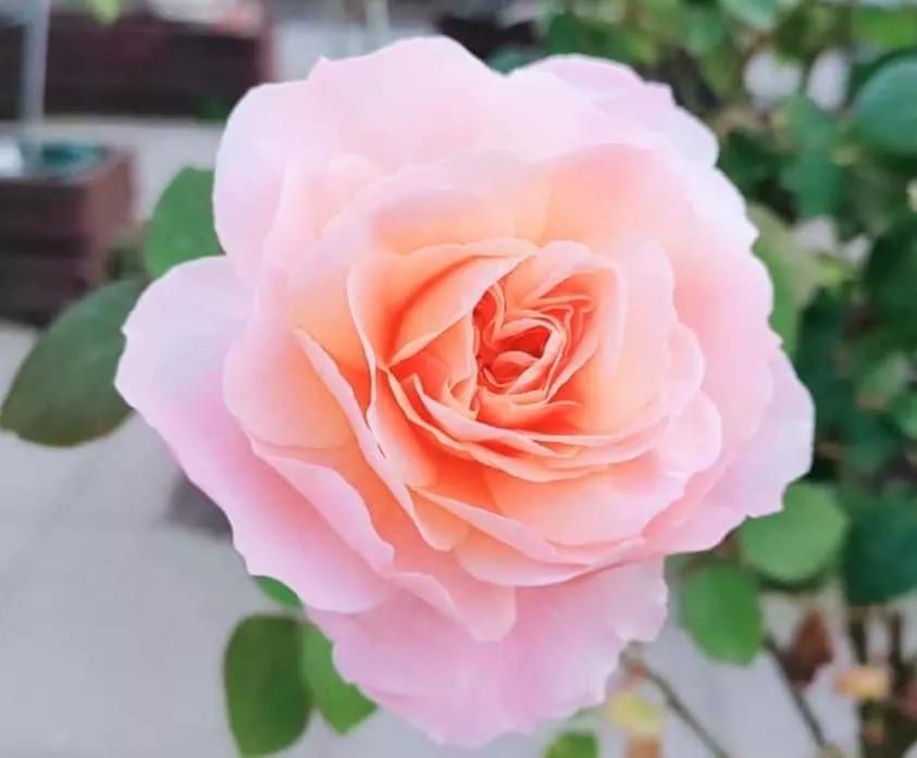 月季品种醉花,月季品种大全及图片欣赏