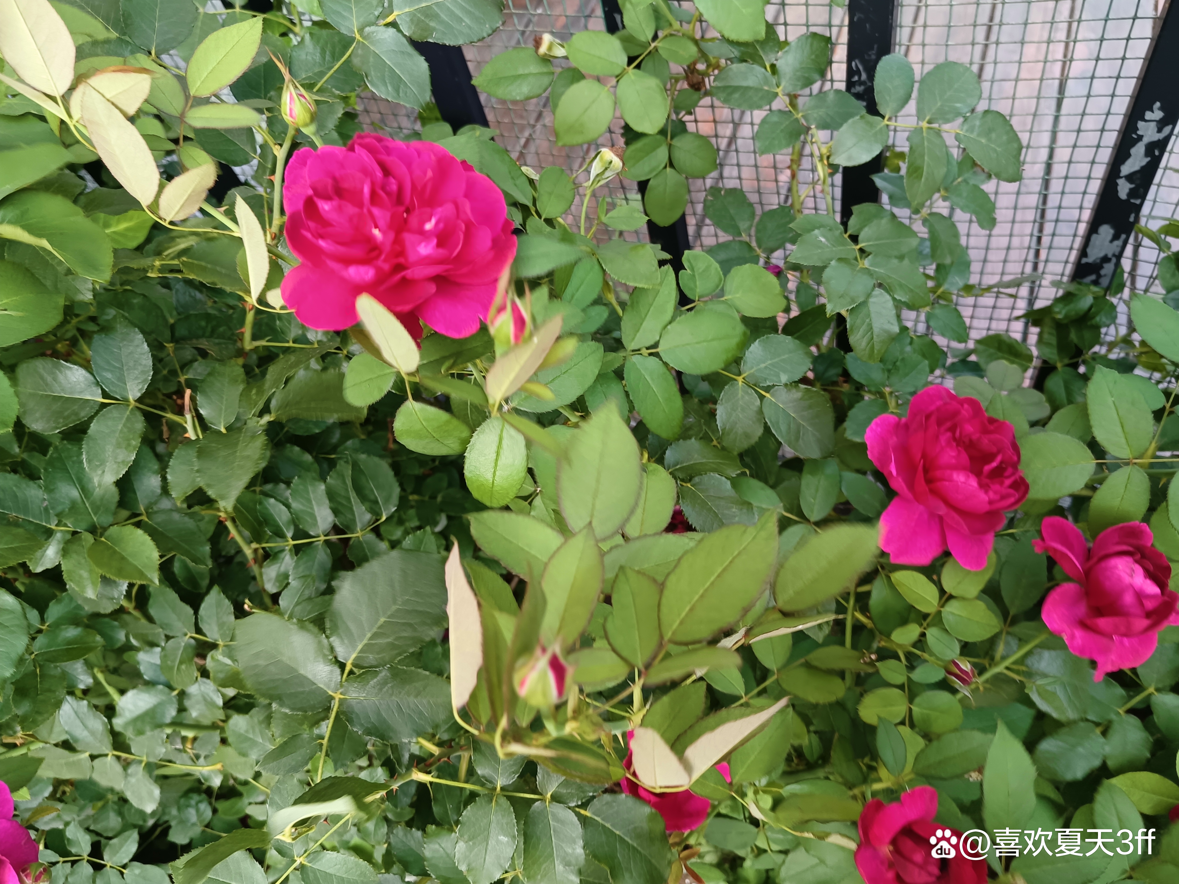 夏日的鲜花浪漫的盛开美丽又迷人,夏日盛开的鲜花