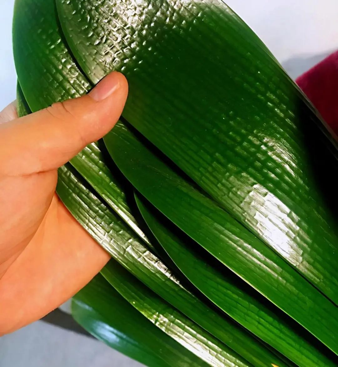 花卉市场如何挑选君子兰才能开花,目前花市卖的君子兰是什么品种