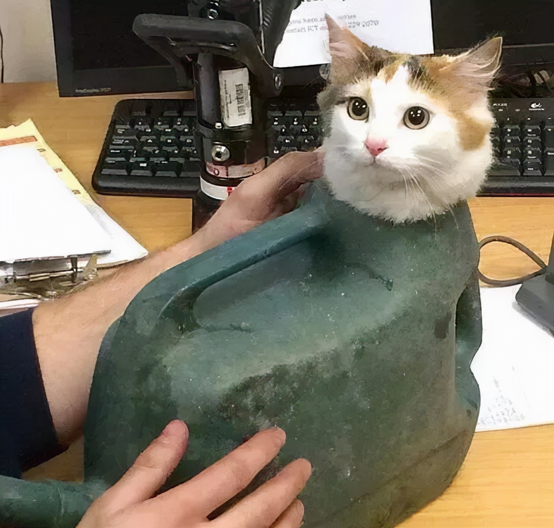 别人家的猫是液体还是固体,猫都是水做的