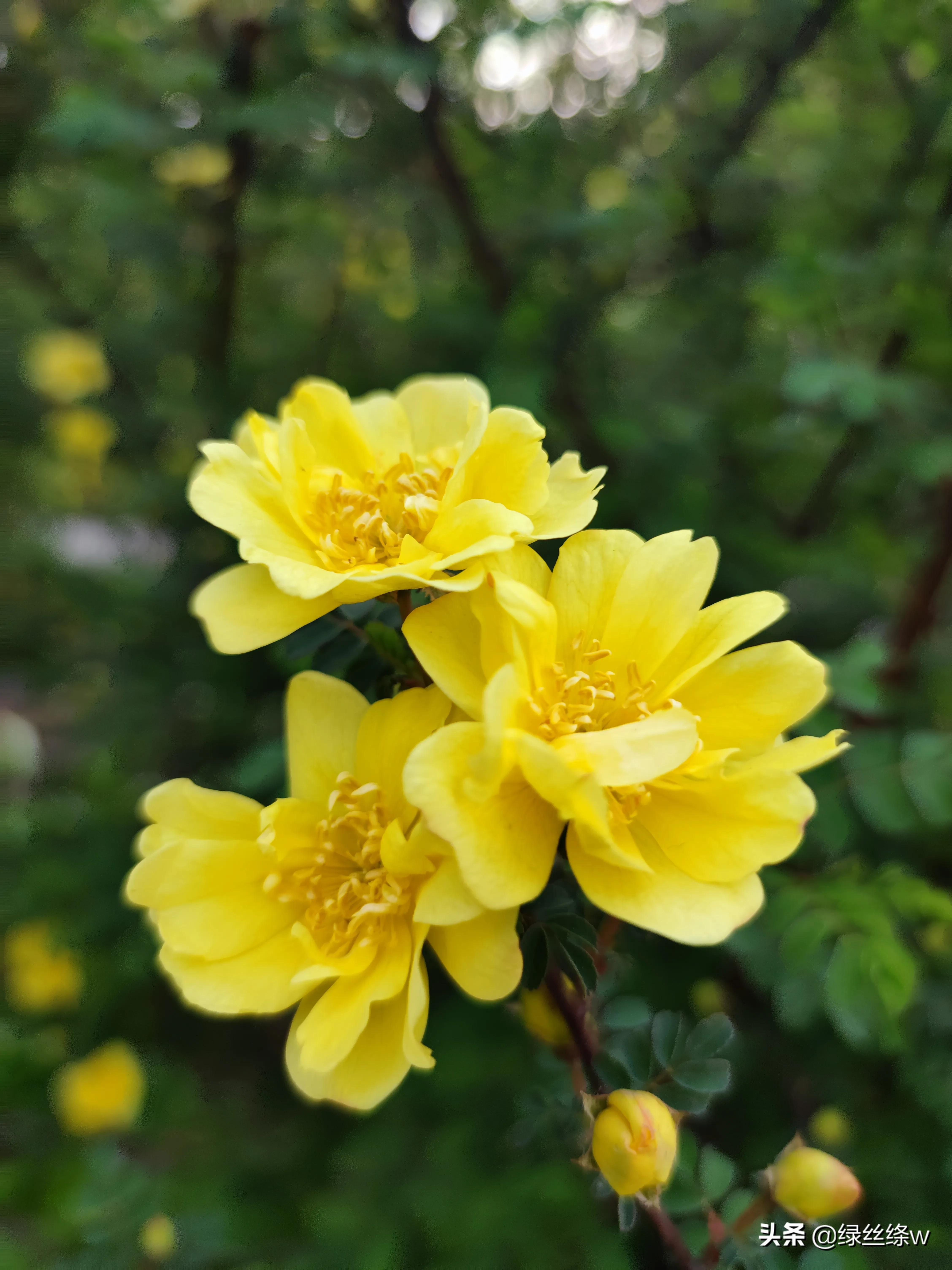 咏诗友原创诗词大全,春日赏花诗句大全