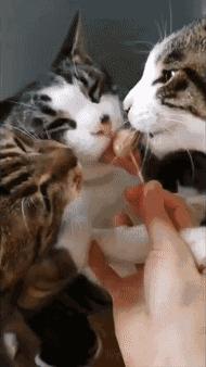 养猫最痛苦的三个方法,哪些养猫的方法其实让猫很难受