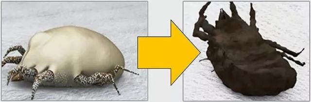 家庭祛除螨虫的有效方法是什么,家里有螨虫用什么东西除螨好