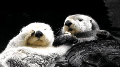 10种最可爱的动物,50种可爱动物