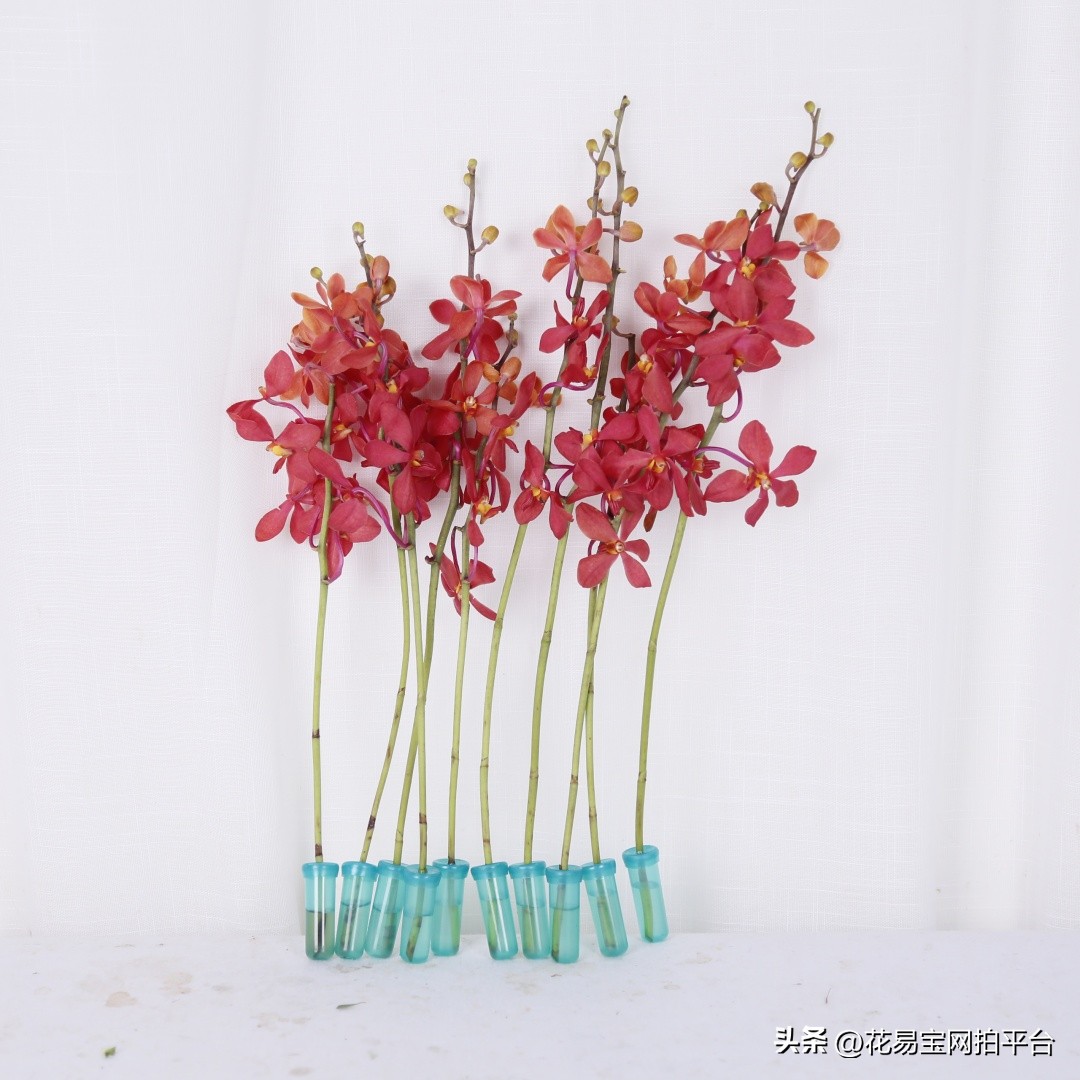 9月份红色好看的花材,颜值高的花束合集