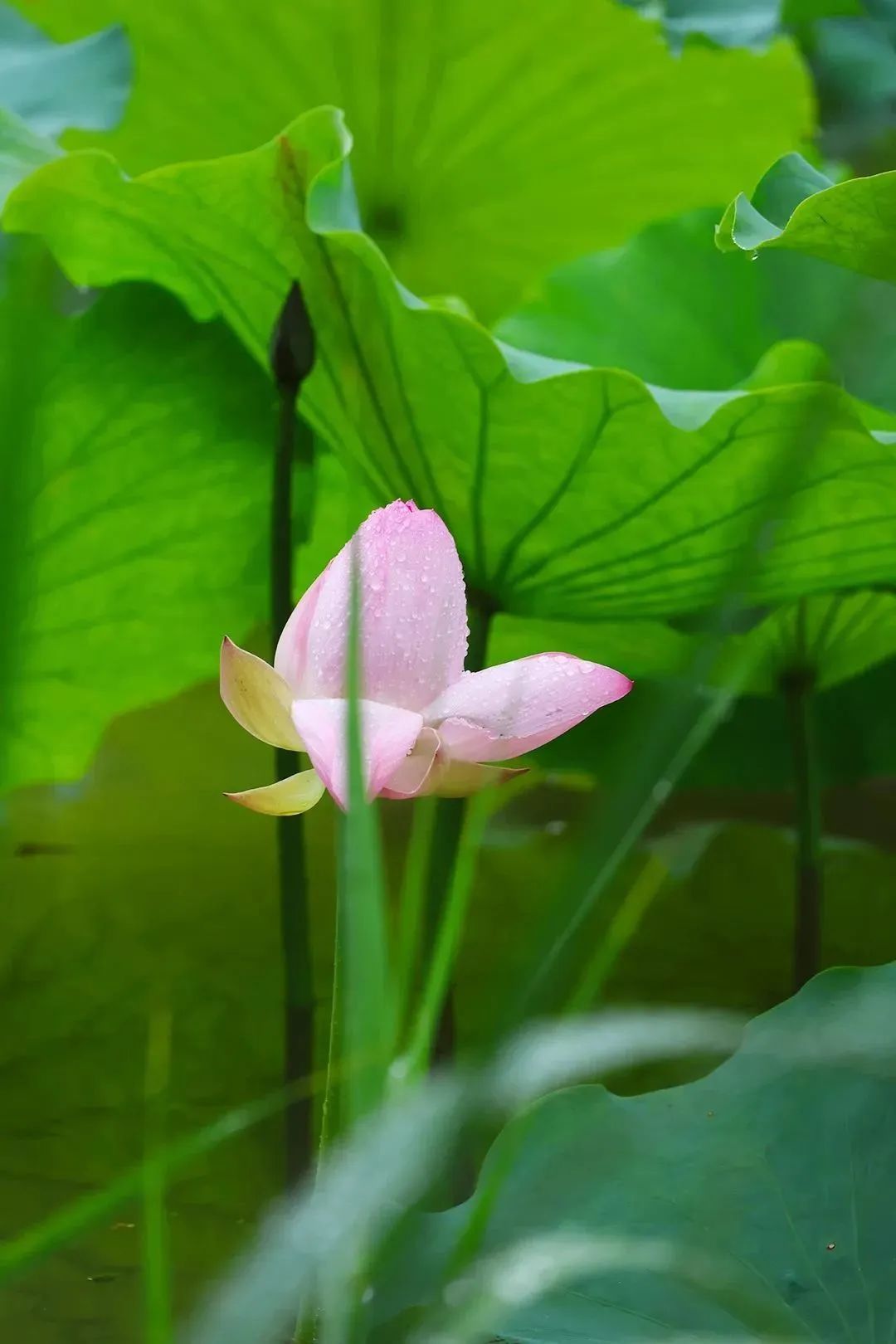 莆田荷花花海,莆田夏天哪里赏荷花
