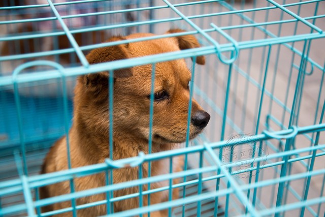 泰迪犬和田园犬的混合犬,泰迪狗跟仓鼠的生活