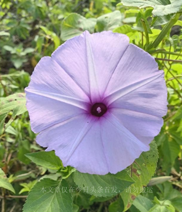 最后的凄凉下集,荀彧最后的凄凉
