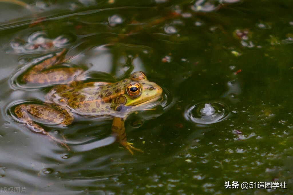 农村门前挖一个最简单的生态鱼池,家庭院子挖个小鱼塘怎么蓄水