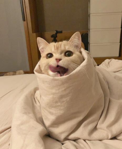 怎么养猫能越养越漂亮,养猫入门怎么养猫比较好