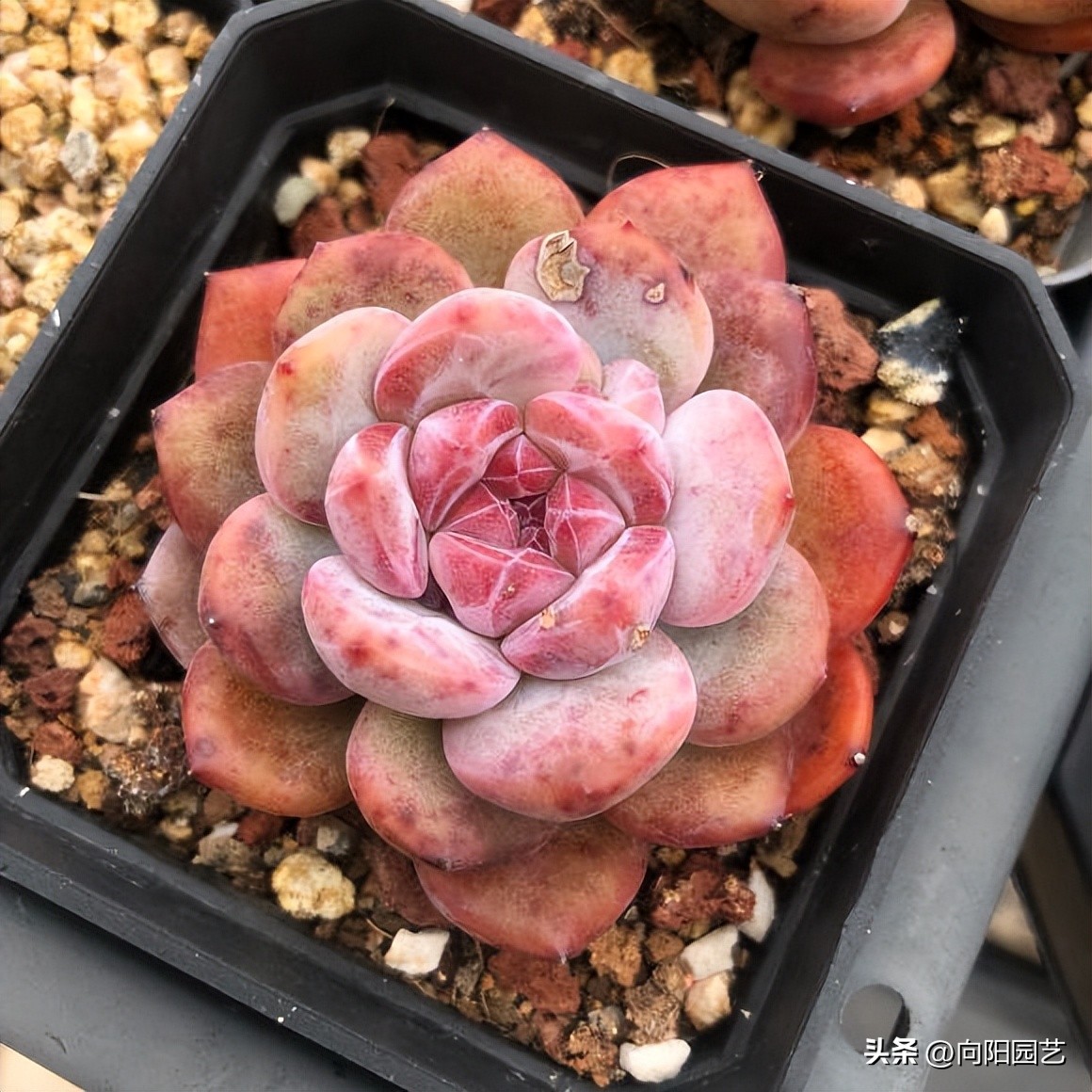 好养皮实的多肉品种推荐,新手小白养多肉哪个品种好养