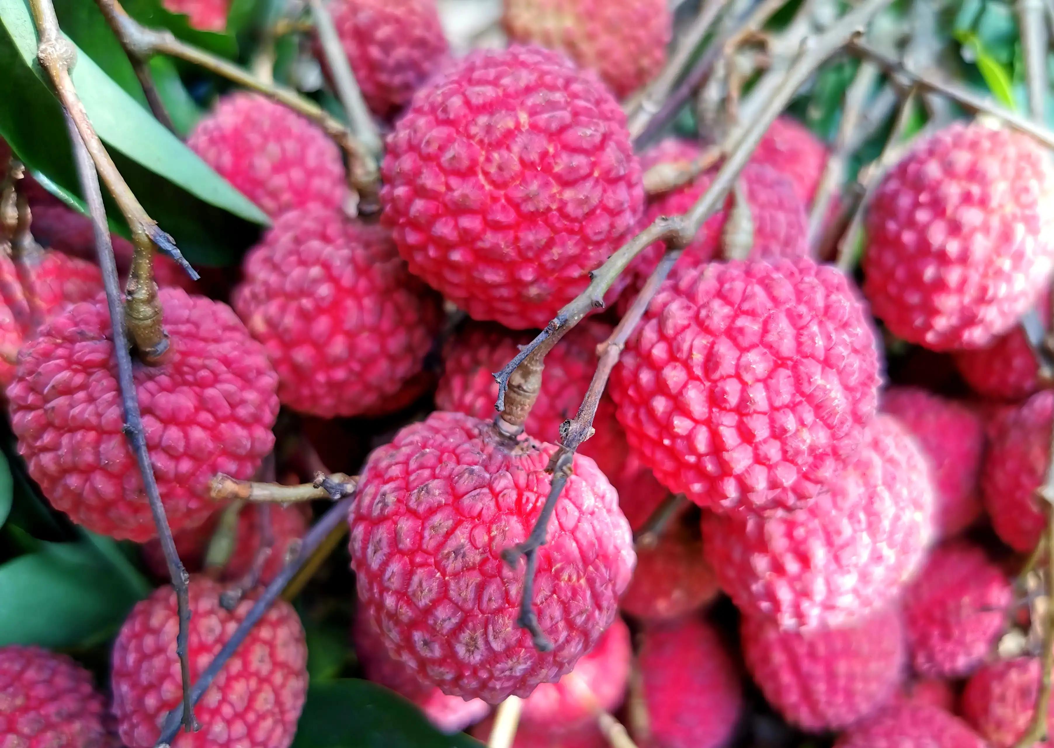 “水晶细嚼甜于蜜,满口生香玉露漙”,夏日里的荔枝又鲜又红又甜