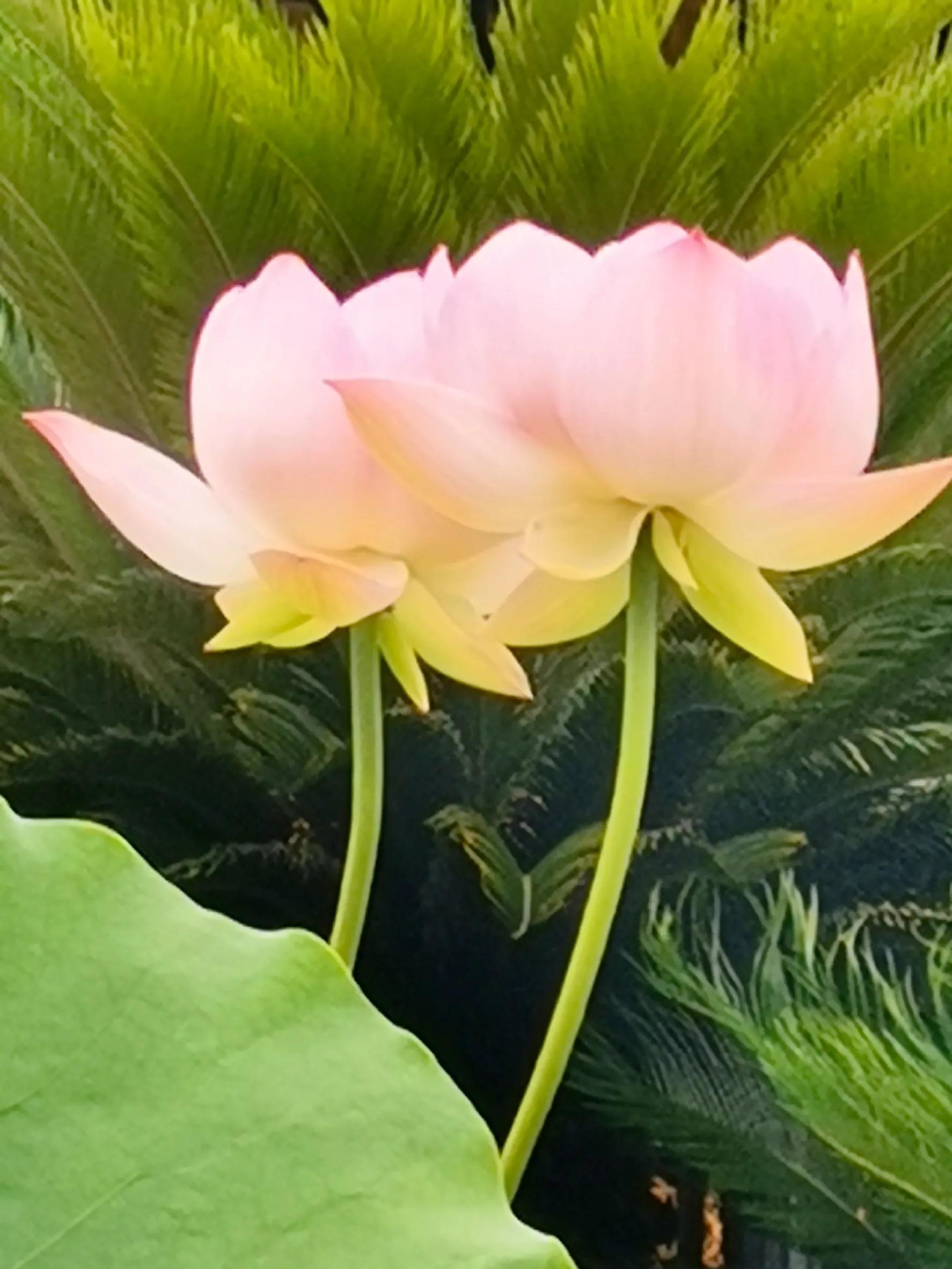 九月九重阳节烧香吗,九月九重阳节仙家