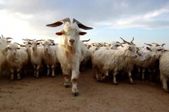 怎么防止羊吃庄稼,有什么办法不让羊吃庄稼