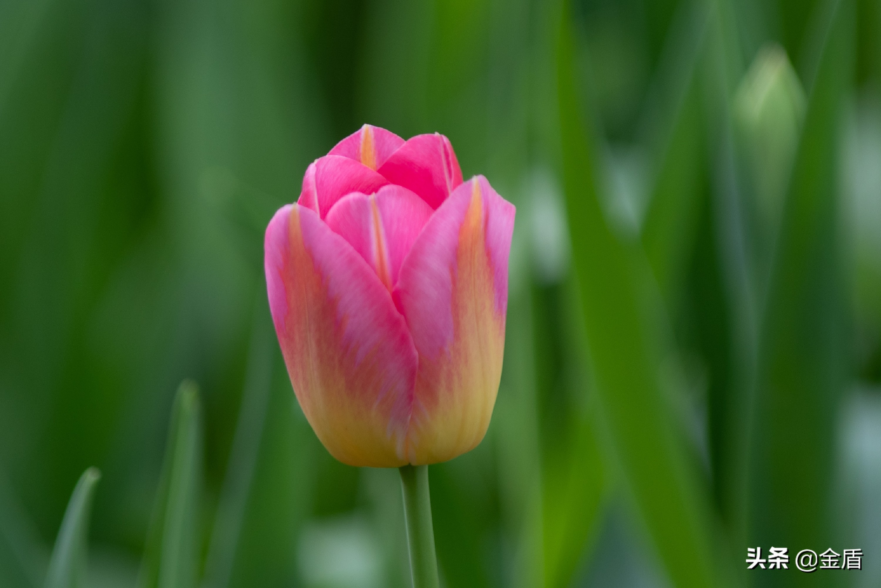 粉红皇后郁金香,花中皇后郁金香全集