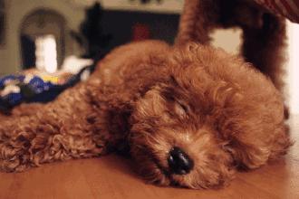 泰迪如何分辨纯种和串串,泰迪串串和纯种哪个好