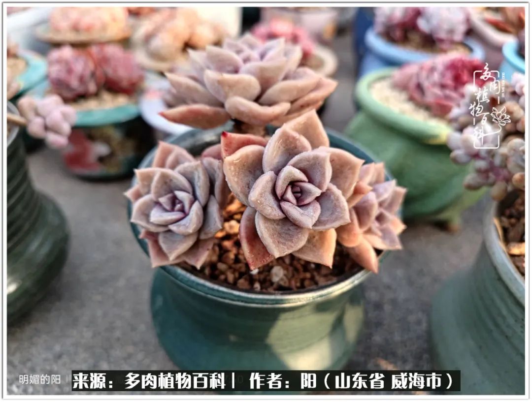 浜洪棿鐑熺伀鑷湁涓囧崈棰滆壊,浜洪棿鐑熺伀鐨嗘槸骞冲嚒棰滆壊