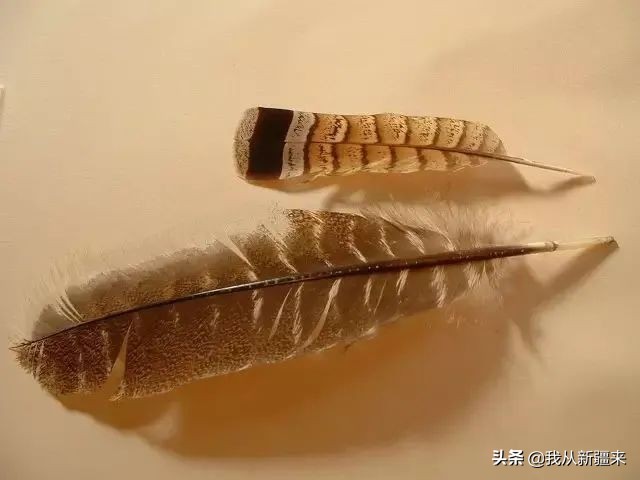 新疆哈密翼龙,天山哈密翼龙