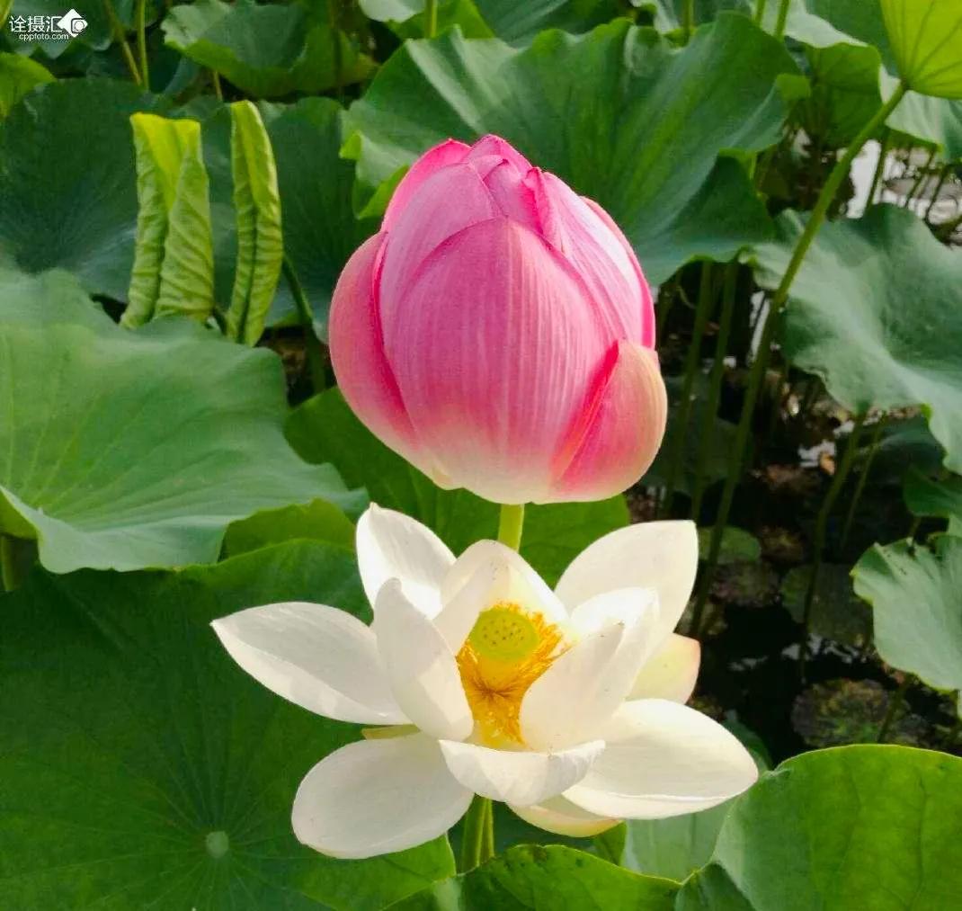 百年好合啥意思,百年好荷酒