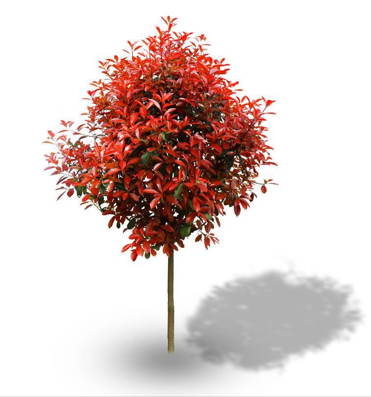 森禾2011,红叶石楠两年小苗