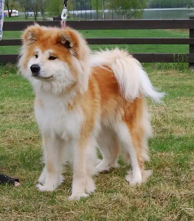 日本国宝是朱鹮还是秋田犬,美系秋田犬与日本秋田犬优缺点