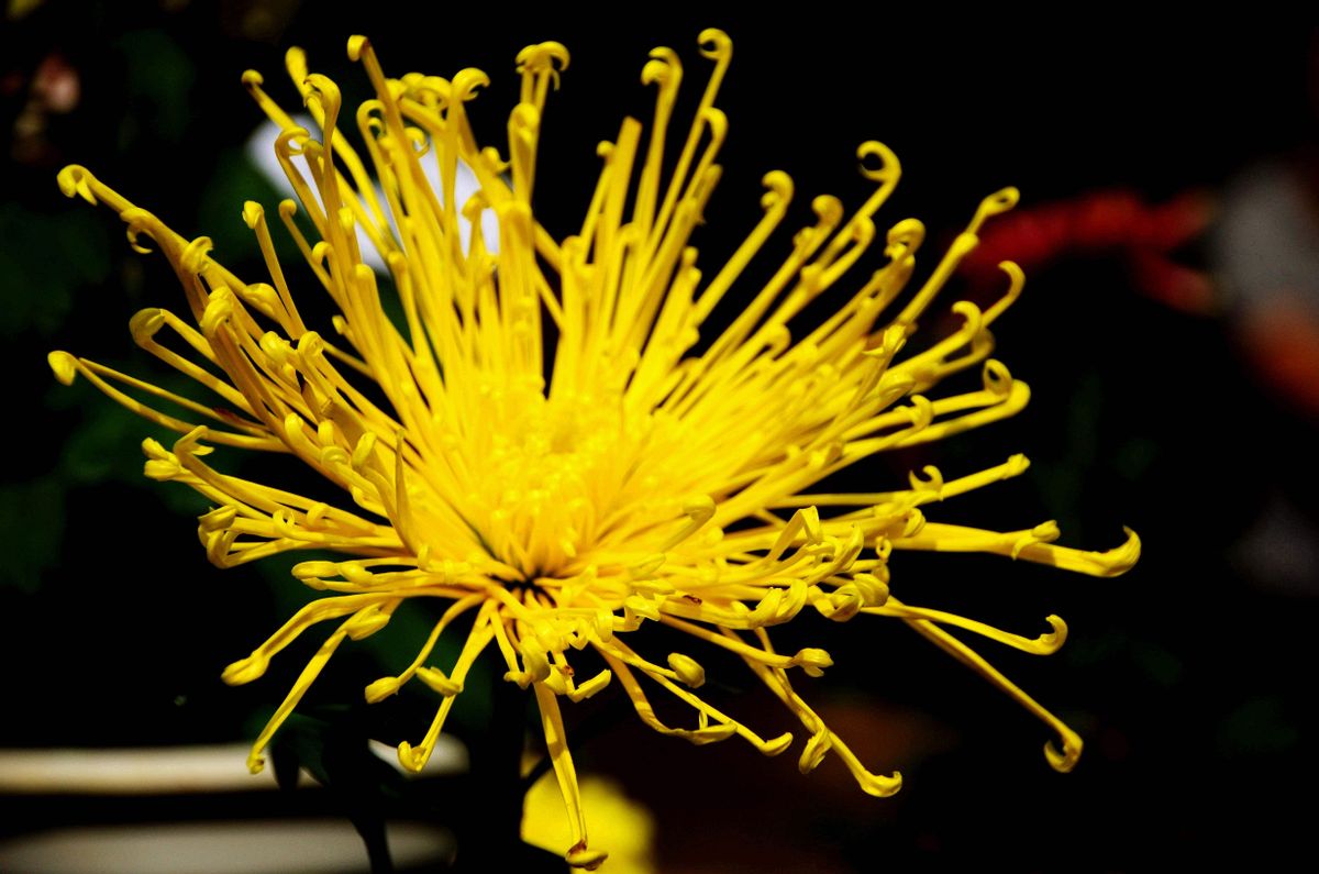 长在隐秘处,“肛毛”真的多余吗?为啥最好不要刮?