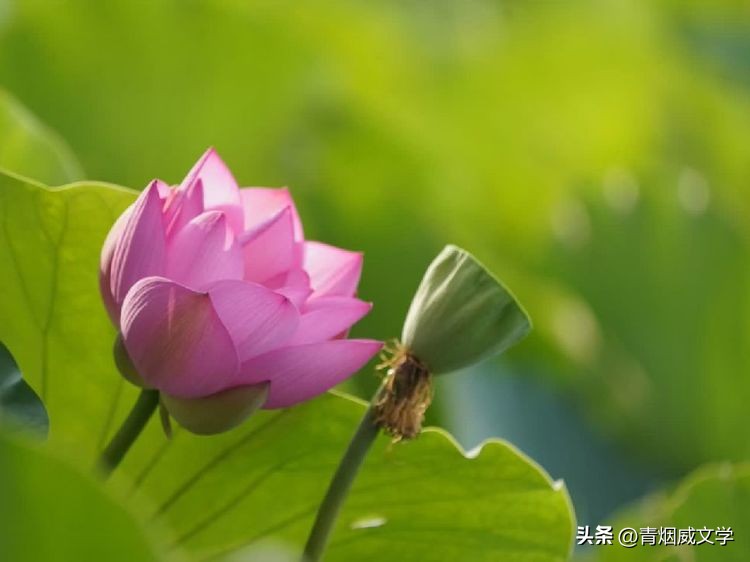 十首绝美的咏荷的词,咏荷七律诗句