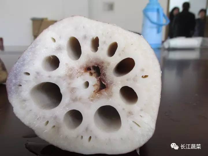 莲藕病害一览表,莲藕的营养价值及病虫害防治