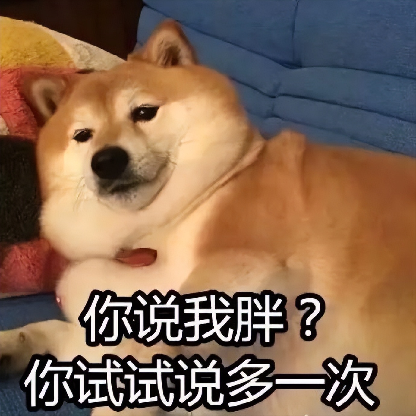 哪些食物狗狗吃了好处多？那些对狗有益的食物大盘点！