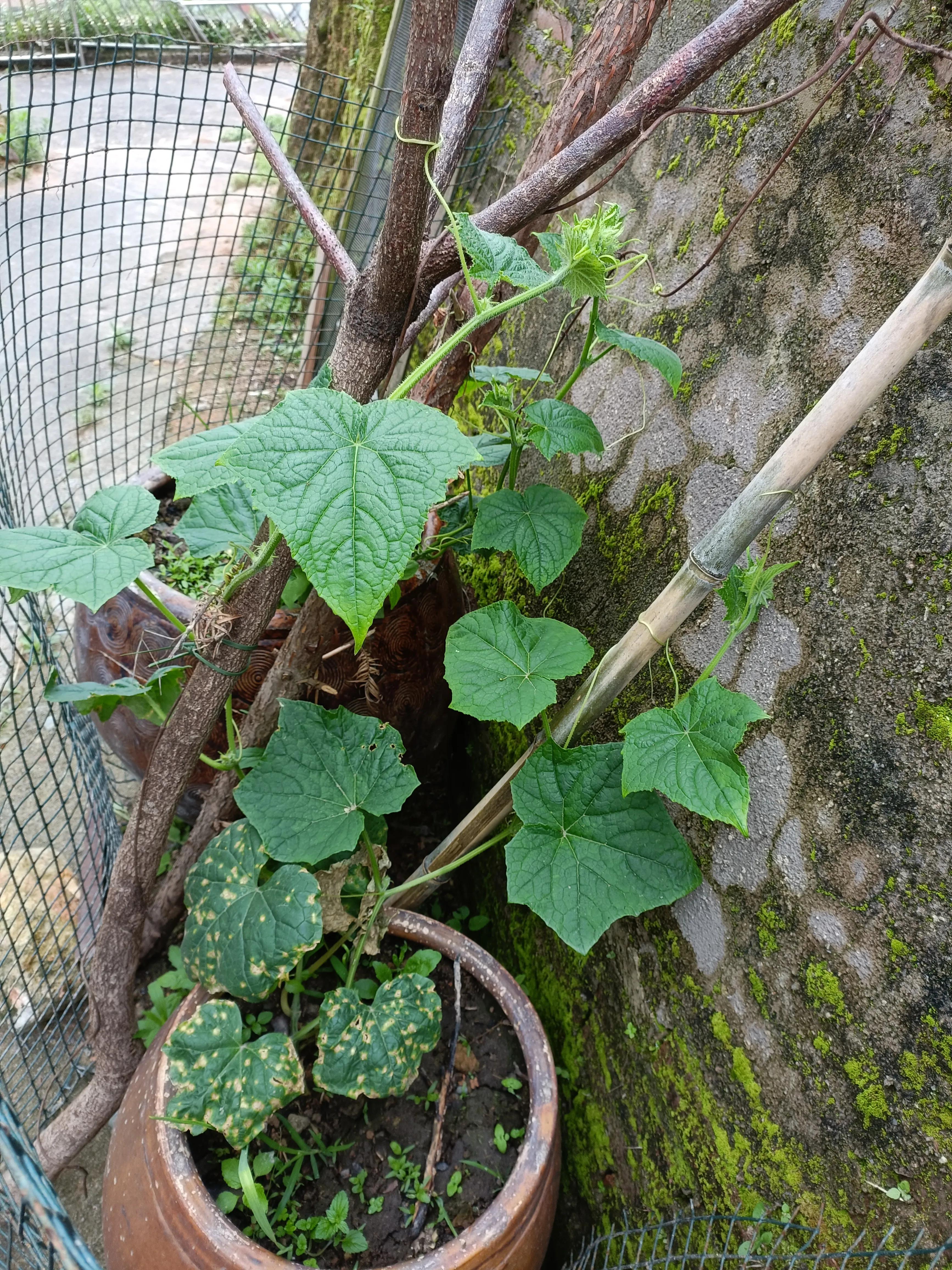 月薪3000不结婚很幸福,不结婚生孩子月薪3000