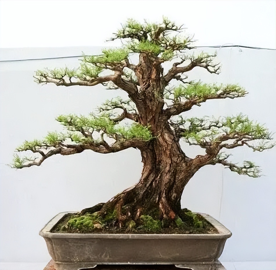 新手松树盆景制作,盆景铝线怎么蟠扎松树盆景