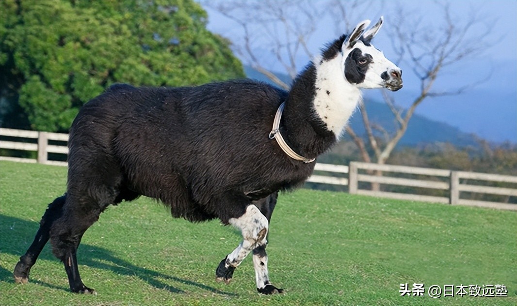 黄金周日本旅游,黄金周游玩攻略